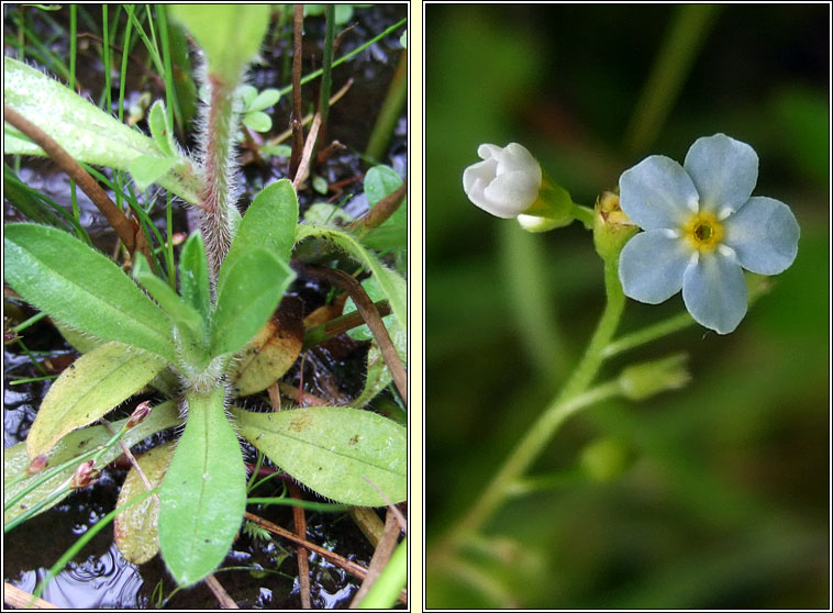 Creeping Forget-me-not, Myosotis secunda, Ceotharnach reatha