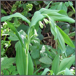 Solomon's-seal, Polygonatum multiflorum