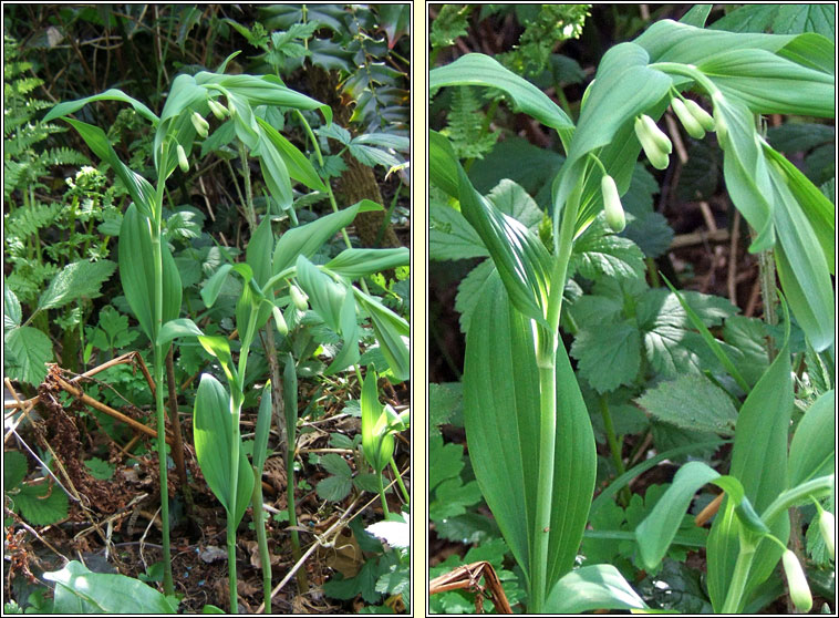 Solomon's-seal, Polygonatum multiflorum