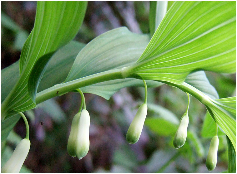 Solomon's-seal, Polygonatum multiflorum