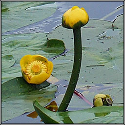 Yellow Water-lily, Nuphar lutea, Cabhán abhann