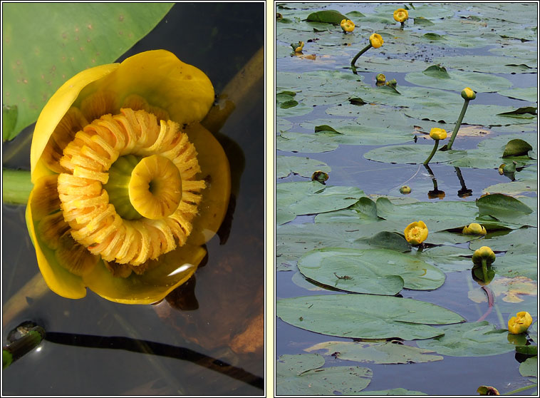 Yellow Water-lily, Nuphar lutea, Cabhán abhann