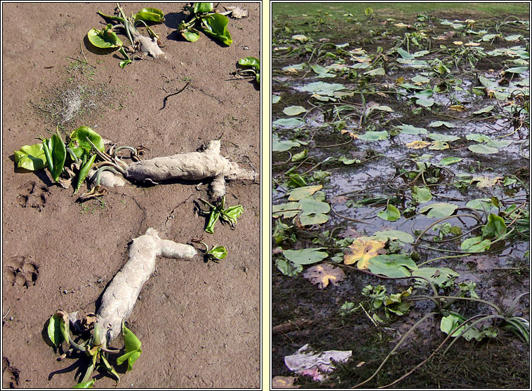 Yellow Water-lily, Nuphar lutea, Cabhn abhann