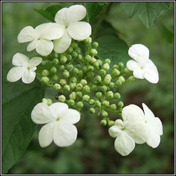 Guelder-rose, Viburnum opulus, Caor chon