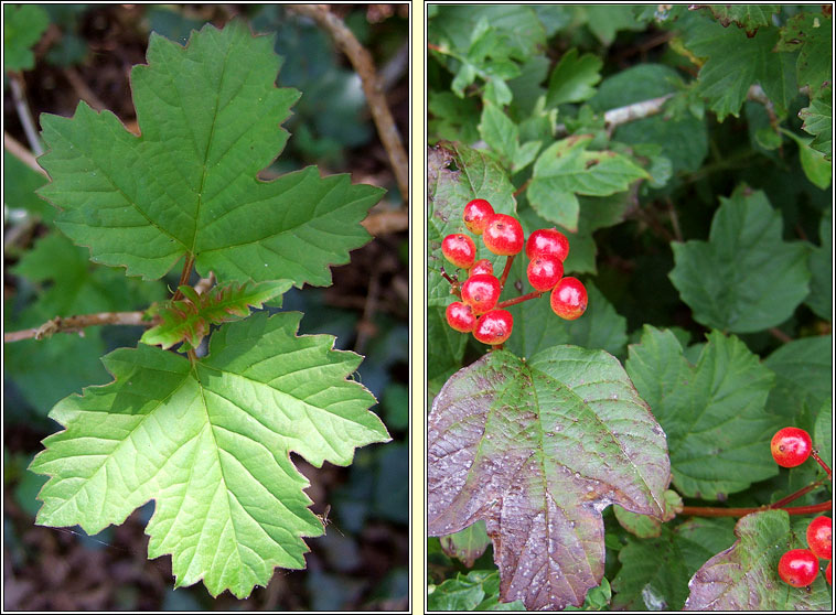 Guelder-rose, Viburnum opulus, Caor chon