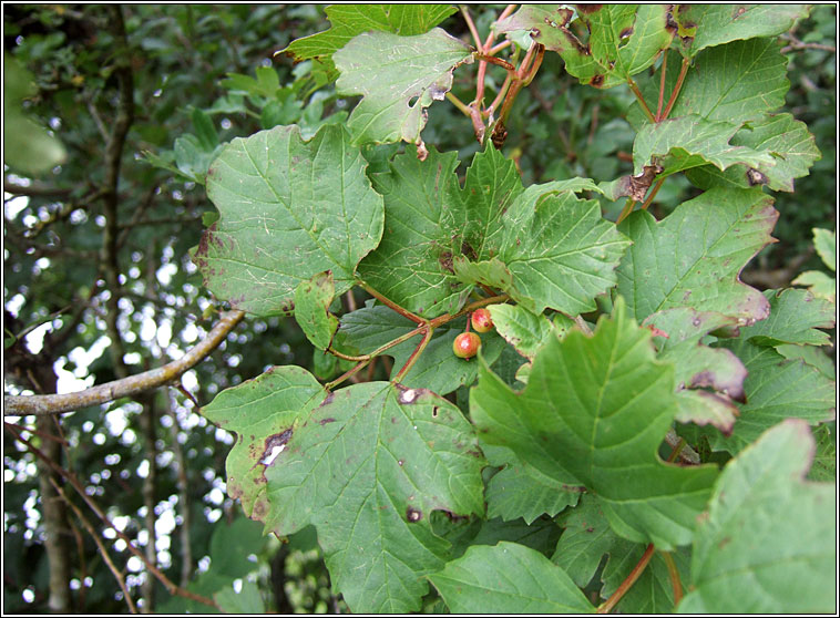 Guelder-rose, Viburnum opulus, Caor chon