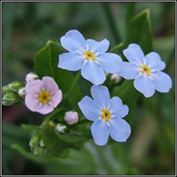 Tufted Forget-me-not, Myosotis laxa, Ceotharnach beag