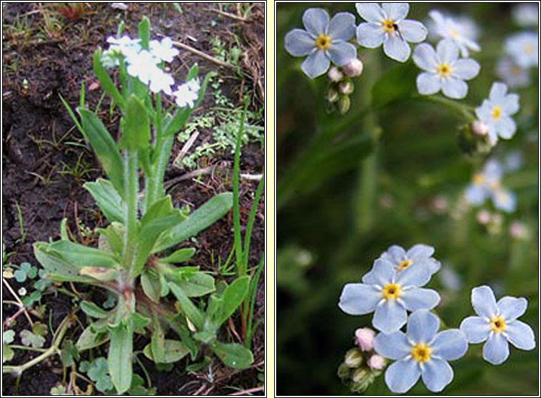 Tufted Forget-me-not, Myosotis laxa, Ceotharnach beag