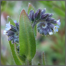 Changing Forget-me-not, Myosotis discolor, Lus monla bu