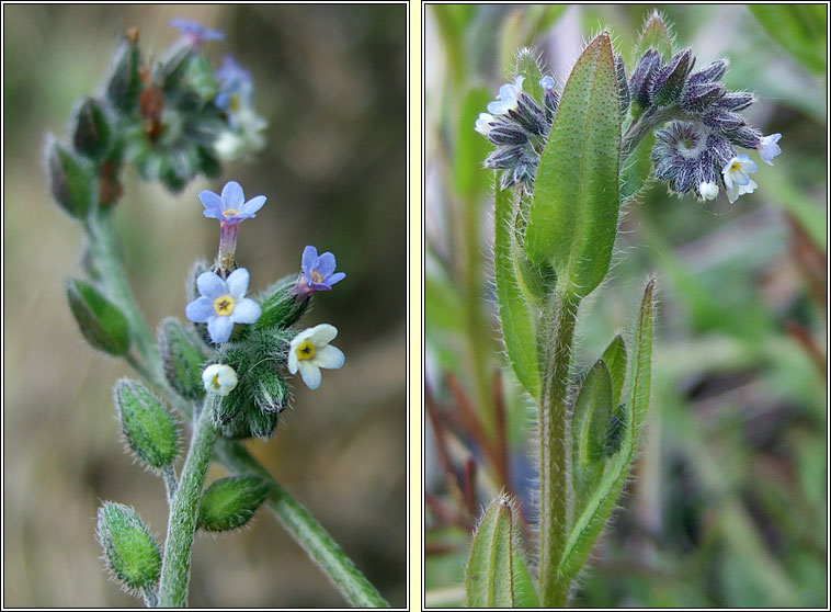 Changing Forget-me-not, Myosotis discolor, Lus monla bu