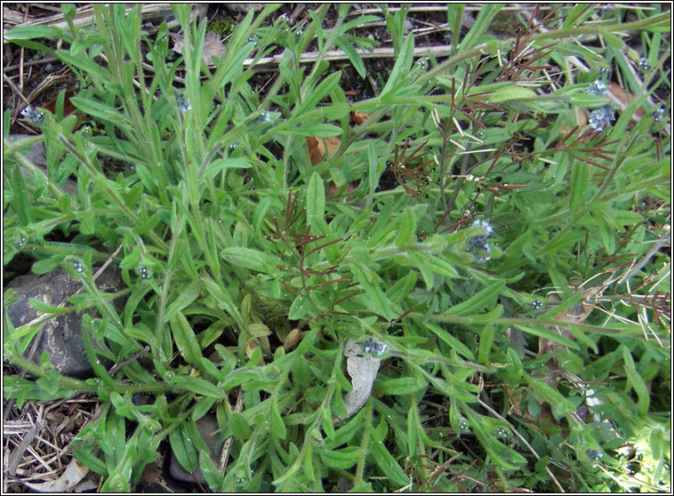 Changing Forget-me-not, Myosotis discolor, Lus monla bu