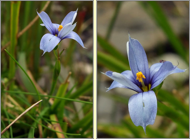 Blue-eyed-grass, Sisyrinchium bermudiana, Feilistrn gorm