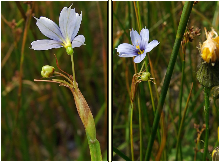 Blue-eyed-grass, Sisyrinchium bermudiana, Feilistrn gorm