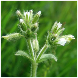 Sticky Mouse-ear, Cerastium glomeratum, Cluas luchige ghreamaitheach