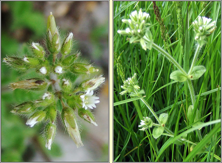 Sticky Mouse-ear, Cerastium glomeratum, Cluas luchige ghreamaitheach