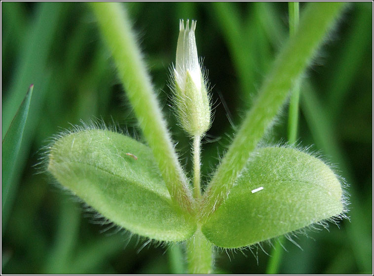 Sticky Mouse-ear, Cerastium glomeratum, Cluas luchige ghreamaitheach