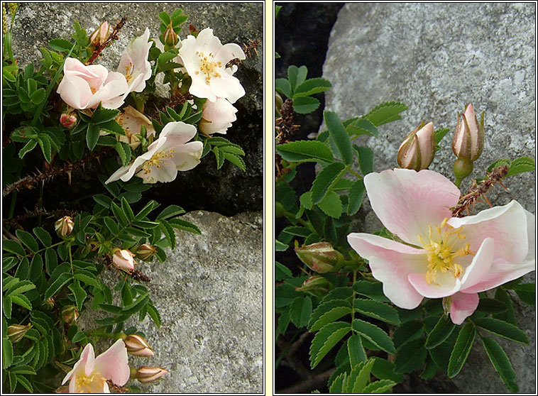 Burnet Rose, Rosa spinosissima, Brilan