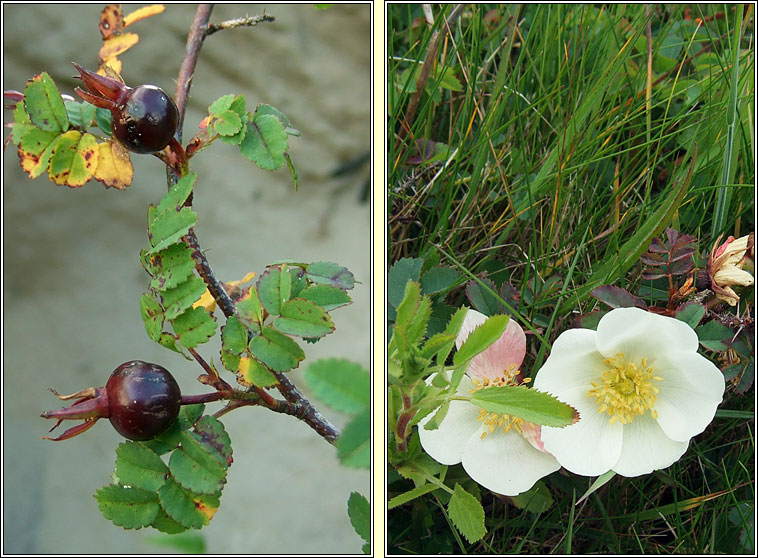 Burnet Rose, Rosa spinosissima, Briúlan