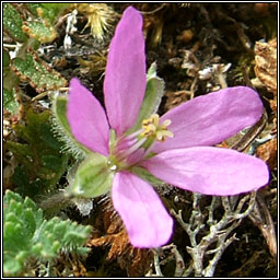 Musk Stork's-bill, Erodium moschatum, Creagach muscach