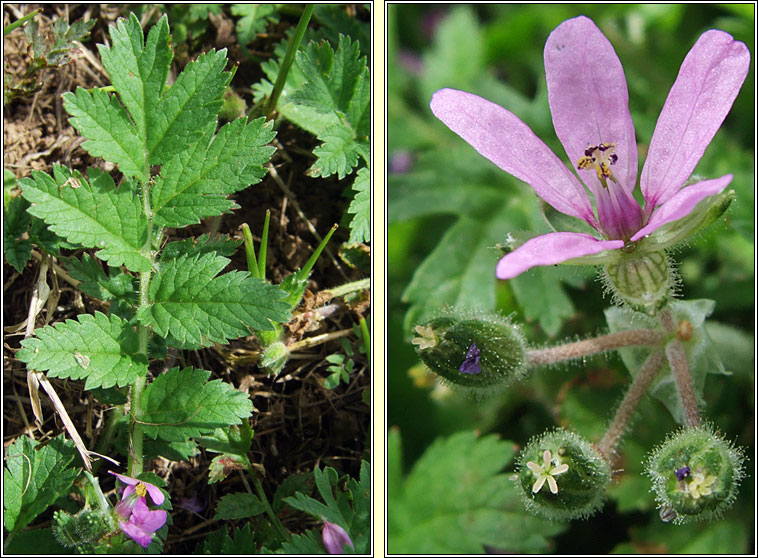 Musk Stork's-bill, Erodium moschatum, Creagach muscach