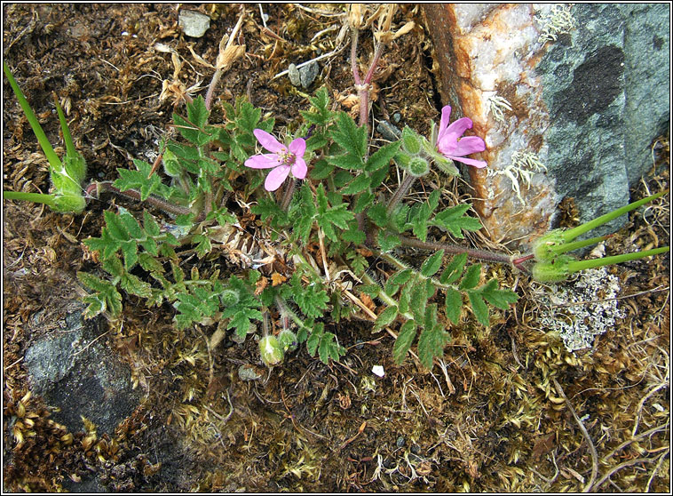 Musk Stork's-bill, Erodium moschatum, Creagach muscach