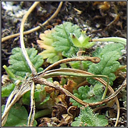 Sea Stork's-bill, Erodium maritimum, Creagach mara