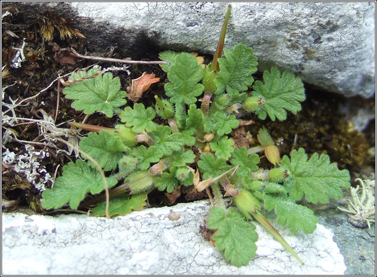 Sea Stork's-bill, Erodium maritimum, Creagach mara