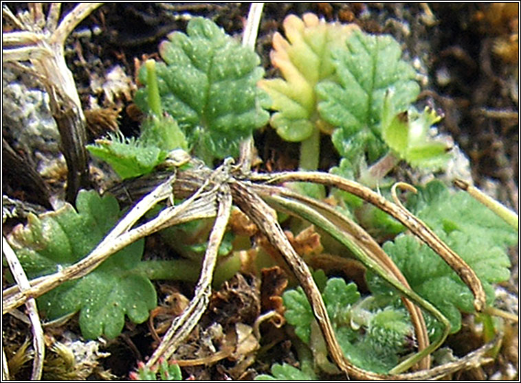 Sea Stork's-bill, Erodium maritimum, Creagach mara