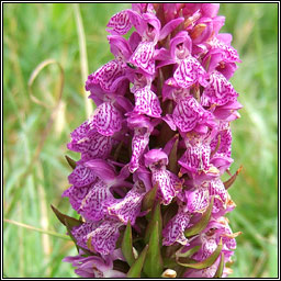 Irish Marsh-orchid, Dactylorhiza kerryensis, Magairlín gaelach