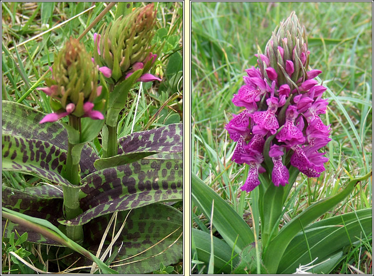 Irish Marsh-orchid, Dactylorhiza kerryensis, Magairln gaelach