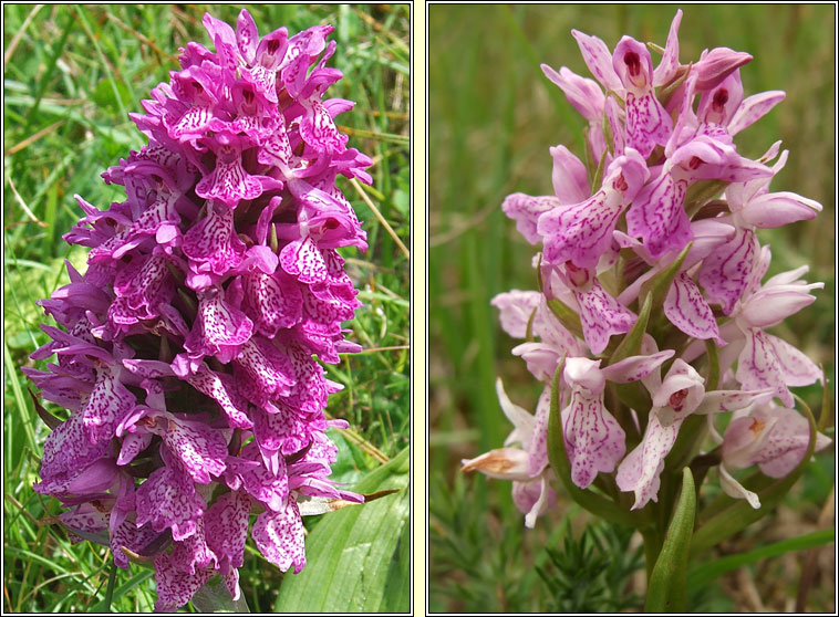 Irish Marsh-orchid, Dactylorhiza kerryensis, Magairln gaelach