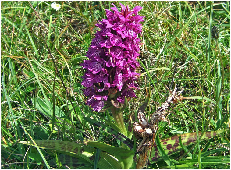 Irish Marsh-orchid, Dactylorhiza kerryensis, Magairlín gaelach