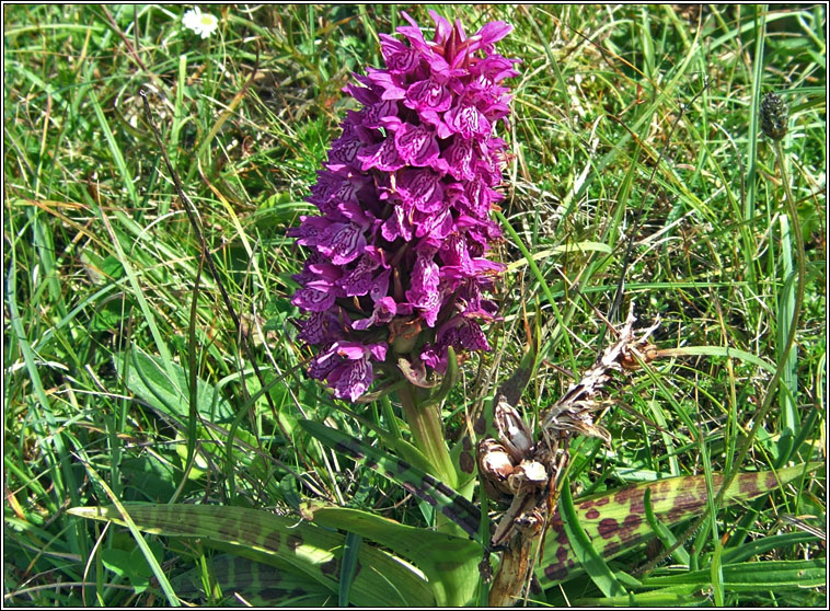 Irish Marsh-orchid, Dactylorhiza kerryensis, Magairln gaelach