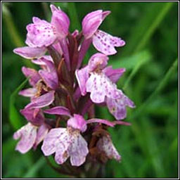 Dactylorhiza x dinglensis, Dactylorhiza kerryensis x maculata