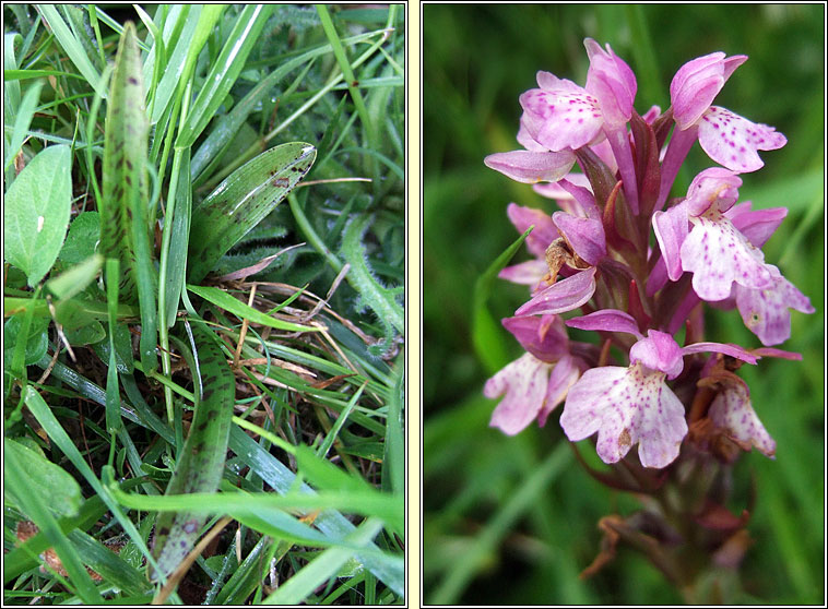 Dactylorhiza x dinglensis, Dactylorhiza kerryensis x maculata