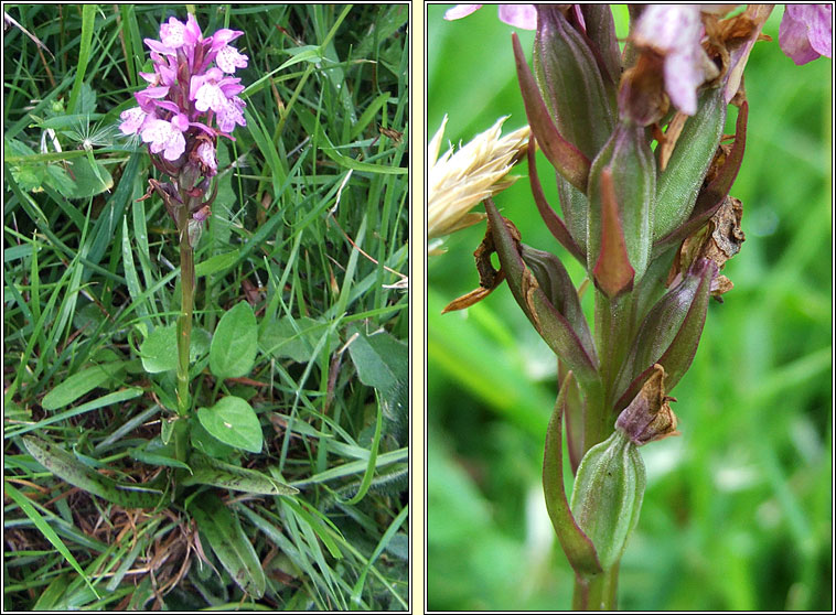 Dactylorhiza x dinglensis, Dactylorhiza kerryensis x maculata