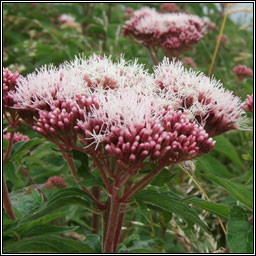 Hemp-agrimony, Eupatorium cannabinum, Cnib uisce