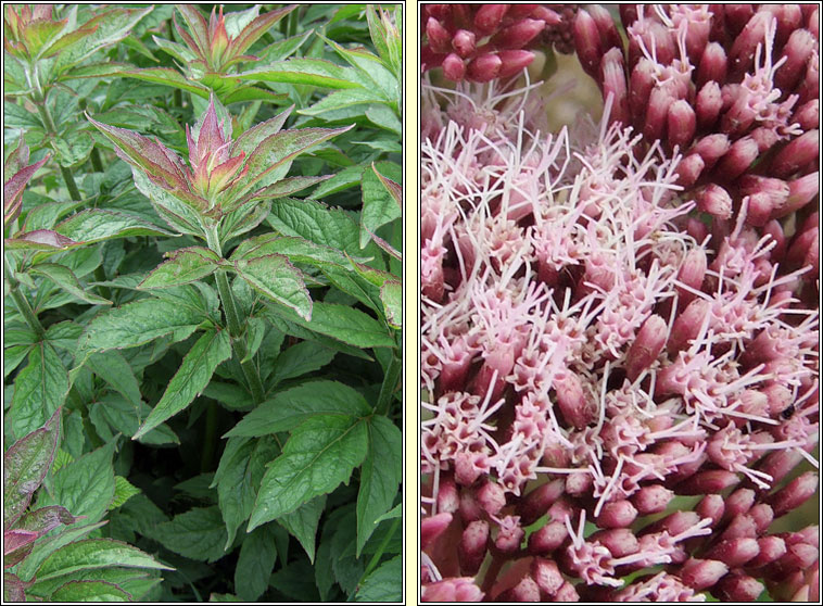 Hemp-agrimony, Eupatorium cannabinum, Cnib uisce