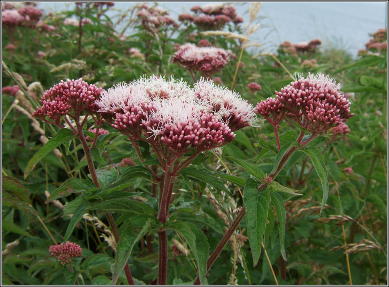 Hemp-agrimony, Eupatorium cannabinum, Cnib uisce