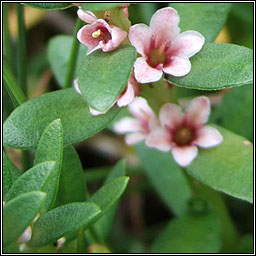 Sea-milkwort, Lysimachia maritima, Lus an tsailte