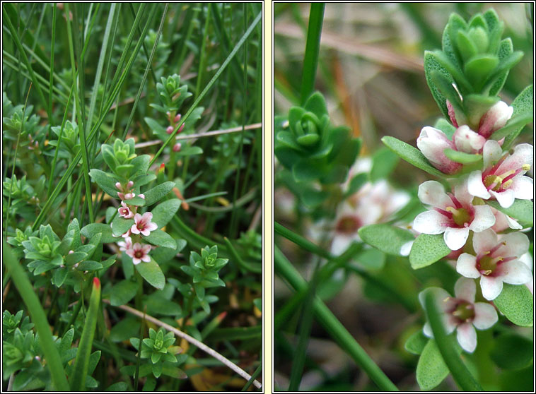 Sea-milkwort, Lysimachia maritima, Lus an tsailte