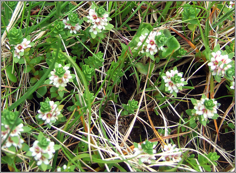 Sea-milkwort, Glaux maritima, Lus an tsailte