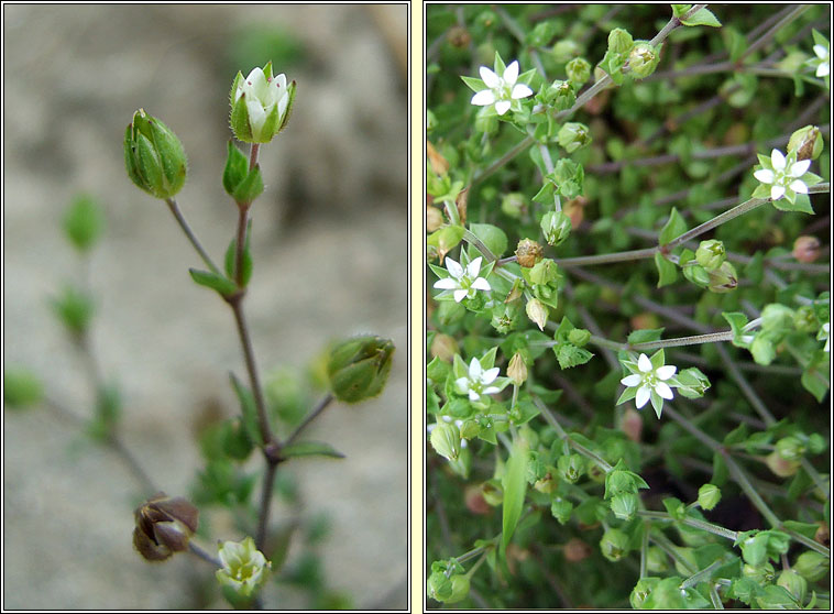 Thyme-leaved Sandwort, Arenaria serpyllifolia, Gaineamhlus tme