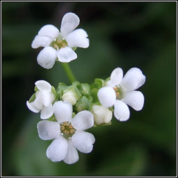 Brookweed, Samolus valerandi, Falcaire uisce