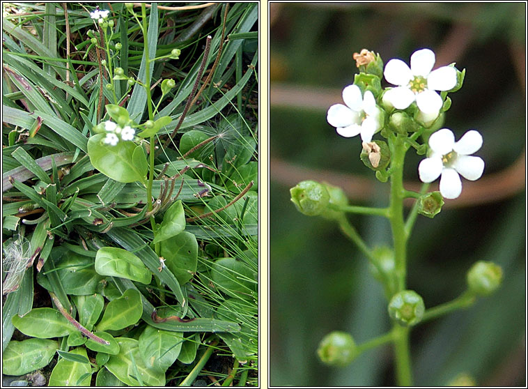 Brookweed, Samolus valerandi, Falcaire uisce