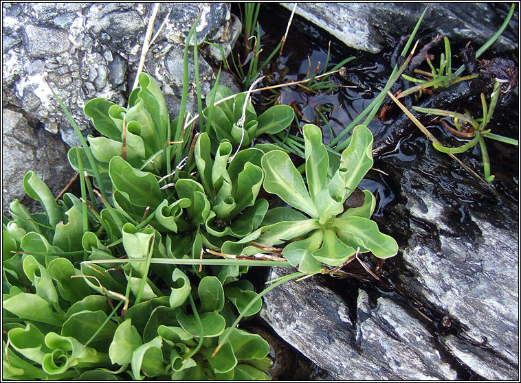 Brookweed, Samolus valerandi, Falcaire uisce