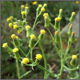 Heath Groundsel, Senecio sylvaticus, Grnlas mna