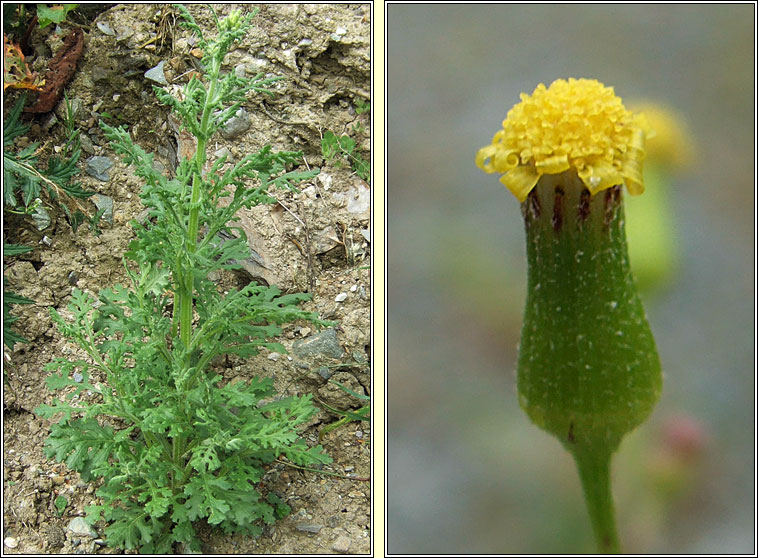 Heath Groundsel, Senecio sylvaticus, Grnlas mna