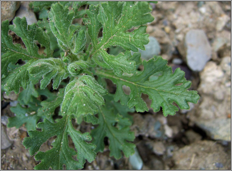 Heath Groundsel, Senecio sylvaticus, Grnlas mna