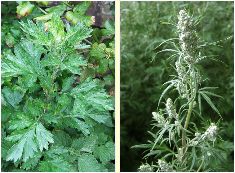 Mugwort, Artemisia vulgaris, Mongach meisce